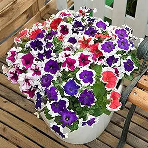 Mixed Color Petunia Flower - for planting in home garden